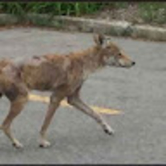 Meet your Posher, Shawn - Picture 1 of 1